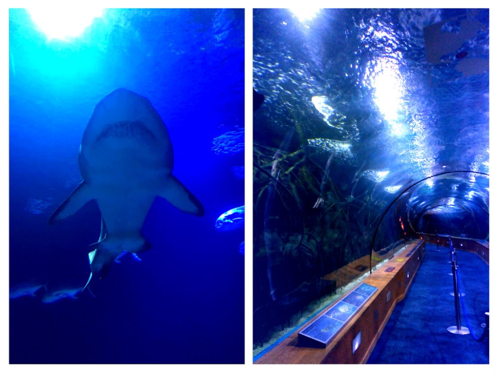 Shark - inside the aquarium